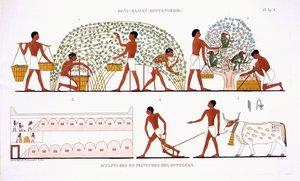 Colheita de fruta, de um Raro Registo de Frescos de Tebas, gravado em 1819-1822 na sua segunda visita ao Egipto por Frederic Cailliaud (1787-1869), cor litho