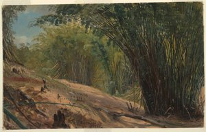 Bamboo Grove, Jamaica de Frederic Edwin Church
