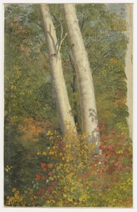 Bétulas no outono de Frederic Edwin Church