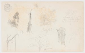Esboços botânicos da Colômbia: bambus, troncos e detalhes de Frederic Edwin Church