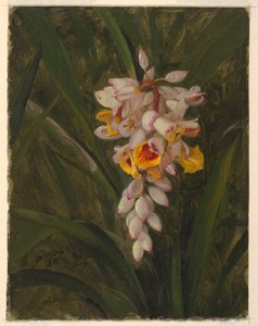 "Cardamo" de Frederic Edwin Church