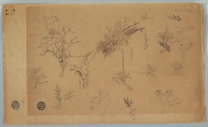 Desenho, Um grupo de treze estudos botânicos da Colômbia ou do Equador, 1853 de Frederic Edwin Church