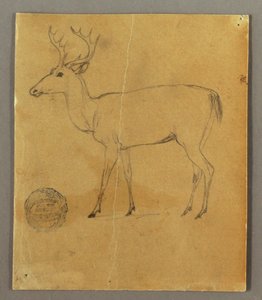 Desenho, Um veado em pé, ca. 1850 de Frederic Edwin Church