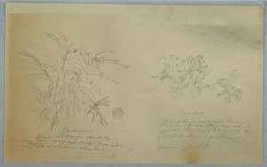 Desenho, Estudos de Araruta e Cardamomo, Jamaica, junho de 1865 de Frederic Edwin Church