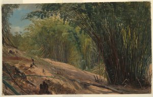 Desenho, Bamboo Grove, Jamaica, 1865 de Frederic Edwin Church