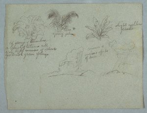 Desenho, Bambus, Videira e uma Jovem Palmeira, Planta, e Duas Cenas de Chuva Caindo de Nuvens sobre Cumes, Rio Magdalena, Colômbia, 1853, provavelmente maio de Frederic Edwin Church