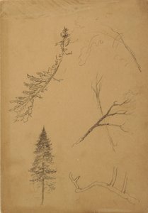 Desenho, Esboços Botânicos, 1888 de Frederic Edwin Church