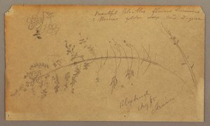 Desenho, Esboços Botânicos, agosto de 1865 de Frederic Edwin Church