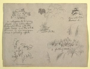 Desenho, Esboços Botânicos, Colômbia, 1853 de Frederic Edwin Church