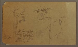 Desenho, Esboços Botânicos, julho de 1865 de Frederic Edwin Church