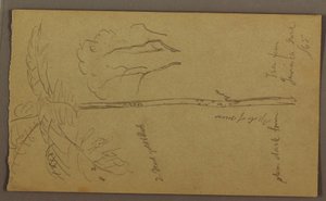 Desenho, Esboços Botânicos, junho de 1865 de Frederic Edwin Church