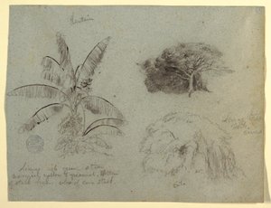 Desenho, Esboços Botânicos, América do Sul, maio de 1853  de Frederic Edwin Church