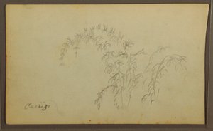 Desenho, Esboços Botânicos; Verso: Esboços Botânicos, 1857 de Frederic Edwin Church