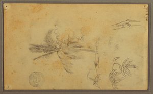 Desenho, Esboços Botânicos; Verso: Lagarto, Palmeira, 1857 de Frederic Edwin Church