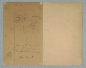Desenho, Esboços botânicos: um ramo, uma árvore e a copa de uma árvore, América do Sul, 2 de setembro de 1853 de Frederic Edwin Church