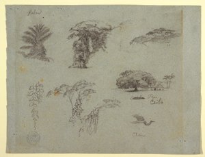 Desenho, Esboços botânicos da América do Sul: uma palmeira, grupos de árvores, galhos pendurados, uma grande árvore ao lado de uma casa e um grou voador, 1853, provavelmente maio de Frederic Edwin Church