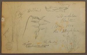 Desenho, Esboços Botânicos do Rio Magalena, Colômbia, maio de 1853 de Frederic Edwin Church