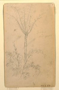 Desenho, Estudos botânicos de uma árvore, maio-junho de 1857 de Frederic Edwin Church
