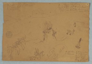 Desenho. Esboços botânicos e de nuvens perto de Quito, Equador de Frederic Edwin Church