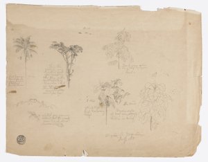 Desenho.  Esboços botânicos da Colômbia. de Frederic Edwin Church