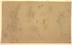 Desenho, esboços botânicos, "perto de Jorje", 23 de julho de 1857 de Frederic Edwin Church