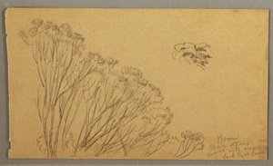 Desenho, Árvores parecidas com arbustos, possivelmente 1865-66 de Frederic Edwin Church