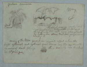 Desenho, Palmeira Camaca, um grupo de árvores e trepadeiras na margem de um rio, pássaro e um ramo de folhas, Rio Magdalena, Colômbia, maio de 1853 de Frederic Edwin Church