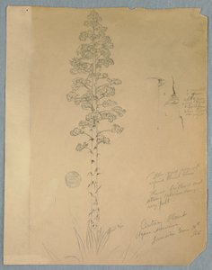 Desenho, Planta do Século, Agave Americana, Jamaica, 14 de junho de 1865 de Frederic Edwin Church