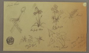 Desenho, cadeira e estudos de plantas, 15 de maio de 1868 de Frederic Edwin Church