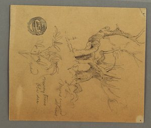 Desenho, Árvores mortas, Planta, possivelmente 1868 de Frederic Edwin Church