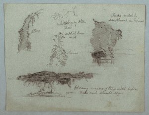 Desenho, Pormenores de flores, plantas e árvores ao longo de uma margem do rio, Rio Magdalena, Colômbia, 1853, provavelmente maio de Frederic Edwin Church