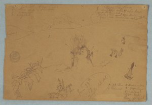 Desenho, Desenho.  Esboços botânicos e de nuvens perto de Quito, Equador, 24 de junho de 1857 de Frederic Edwin Church