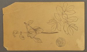 Desenho, Desenho.  Esboços.  Caule de uma planta.   Ramos com folhas, possivelmente 1877 de Frederic Edwin Church