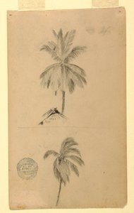 Desenho, Desenhos.  Dois esboços.  Palmeiras, 1857 de Frederic Edwin Church