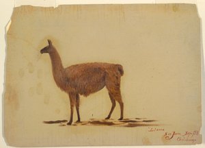 Desenho, Equador, San Juan (Chimborazo), lhama, setembro de 1853 de Frederic Edwin Church