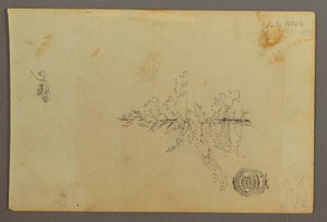 Desenho, Árvore perene, 1844 de Frederic Edwin Church