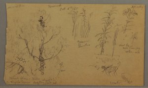 Desenho, Estudos da Flora, 6 de outubro de 1865 de Frederic Edwin Church