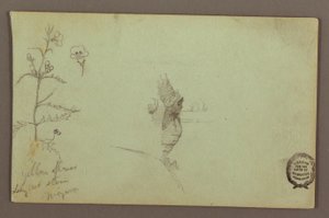 Desenho, Planta florida e uma rocha entre as cataratas americana e canadiana do Niágara, possivelmente 1858 de Frederic Edwin Church