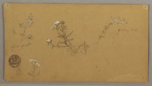 Desenho, Plantas com flores, ca. 1856 de Frederic Edwin Church