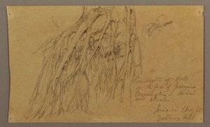 Desenho, Raízes suspensas, Galleway Hill, agosto de 1865 de Frederic Edwin Church