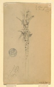 Desenho, folhas e caule de uma palmeira, Aspinwall, Panamá, 15 de maio de 1857 de Frederic Edwin Church