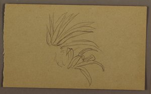 Desenho, Planta de lírio, 1865 de Frederic Edwin Church