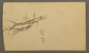 Desenho, Pinho, setembro de 1877 de Frederic Edwin Church