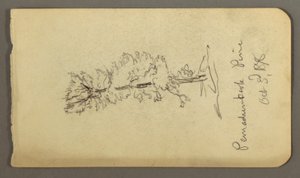 Desenho, Pinheiro, 1878 de Frederic Edwin Church