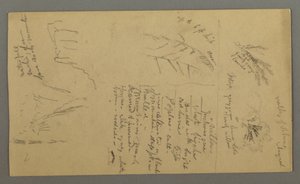 Desenho, Estudos de plantas, Notas de plantas, Cascata, 1868 de Frederic Edwin Church