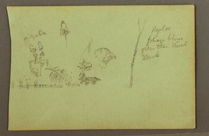 Desenho, Estudos de plantas, possivelmente 1856 de Frederic Edwin Church