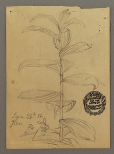 Desenho, Estudo de plantas, 26 de junho de 1856 de Frederic Edwin Church