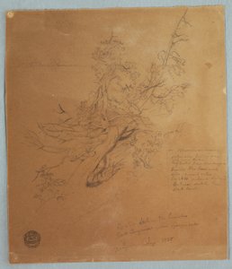 Desenho, Árvore robusta no Banco Canadiano abaixo das Cataratas do Niágara, setembro de 1856 de Frederic Edwin Church