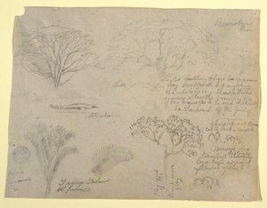 Desenho, Série de estudos botânicos, incluindo um jacaré e uma árvore monstruosa, vistos do Rio Magdalena, Colômbia, 1853 de Frederic Edwin Church