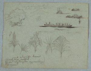 Desenho, Esboços do Rio Magdalena, Colômbia:  Plantas, barco a vapor e um Champan, 1853, provavelmente maio de Frederic Edwin Church